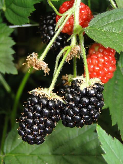 Schweizer Brombeer-Ernte gestartet