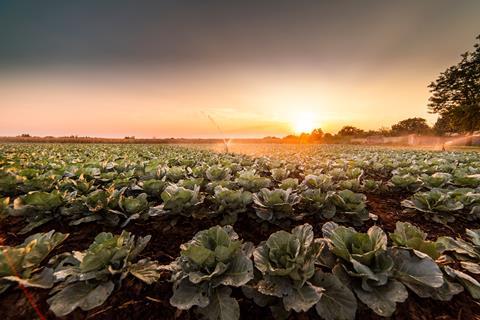 Cabbage production sunset Adobe Stock