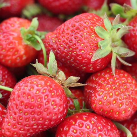 Dia Spanish strawberries