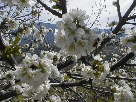 Extremadura: Frostschäden bei Kirschen im Valle de Jerte