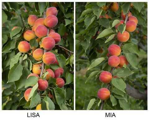 Agroscope stellt neue Aprikosensorten Lisa und Mia vor
