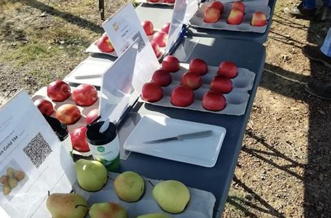 South Africa apple and pear tastings