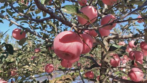 Weather damaged Apples in a Shandong Orchard, China