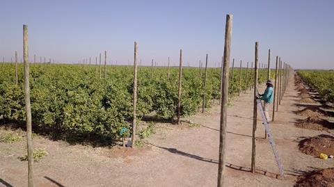 Südafrika: Safe schützt größte Citrusfarm mit Hagelnetzen
