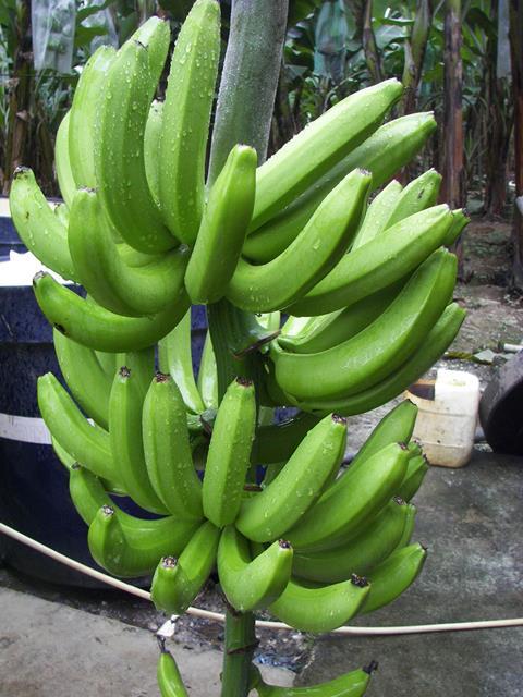 Ecuador_Bio-Bananen_-_Produktion___Verpackung__22__01.JPG