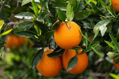 Navel oranges