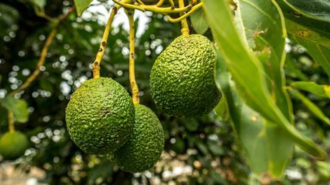 Avocados South Africa