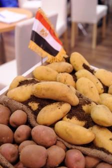 Ägypten: Frisch-Produkt-Exporte steigen