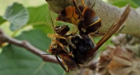 An-Asian-hornet-dismembering-a-honey-bee.-Credit-Peter-John-Kennedy-x-1024x550