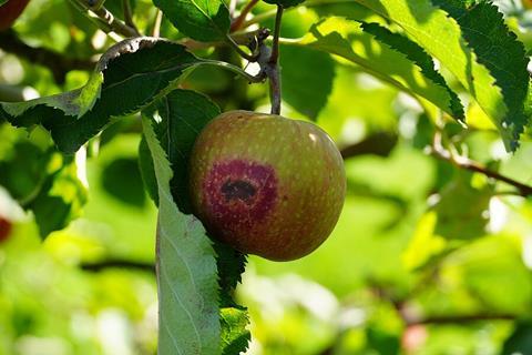 Apfel mit typischen Hitzschäden (Sonnenbrand).