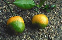 Foto: T.R. Gottwald/S.M. Garnsey/Wikipedia/USDA Aphis