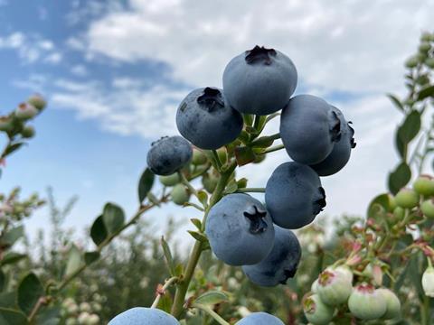 Agrovision blueberries