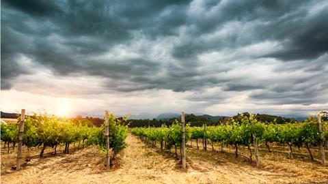 South Africa vineyard