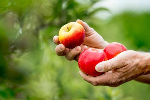 Die ersten Äpfel der Sorte „Deichperle“ sind auf Wochenmärkten, in Hofläden und einigen Supermarkt-Filialen in Norddeutschland erhältlich. (Foto: Hochschule Osnabrück)