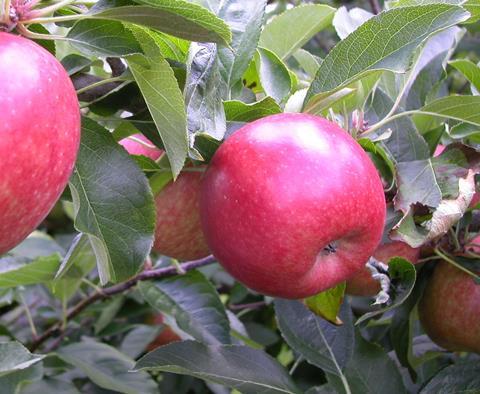 Äpfel am Baum - Fruchthandel Magazin