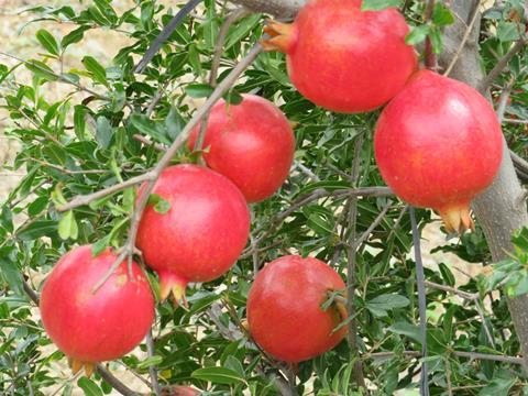 Indian pomegranates