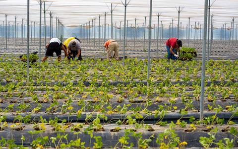 Nova Siri Genetics strawberry seedlings nursery