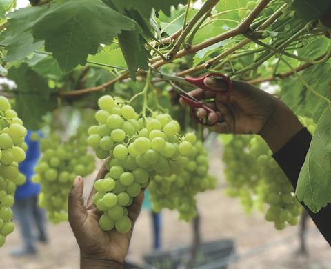 RSA grapes