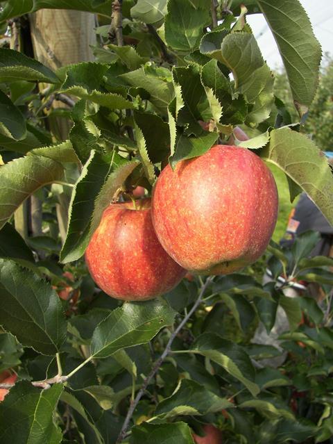 Äpfel_Deutschland_ba__4__01.JPG