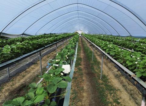 AgriSound Dole