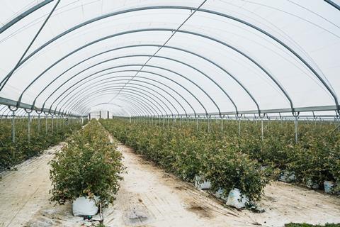 Northland premium blueberries_104