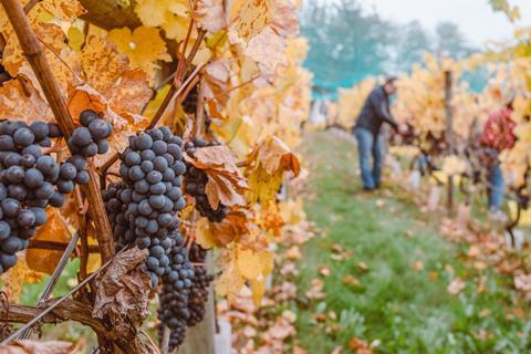 Viticulture is taking off in the UK