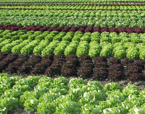 Bunte Salate im Freiland