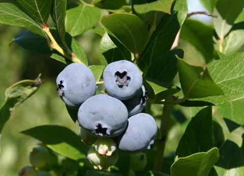 Heidelbeeren_am_Strauch2_13.jpg