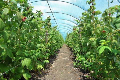 Strauchbeeren: Baden-Württemberg verzeichnet Rückgang der Anbauflächen im Freiland