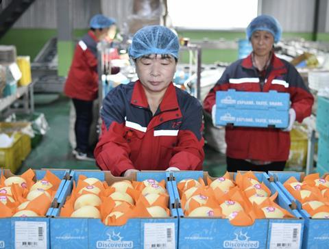 Chiinese pears to Argentina
