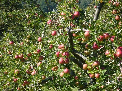 USDA: Weltweiter Produktionsrückgang bei Äpfeln, Birnen und Trauben