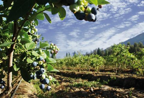 Chilean blueberry plantation