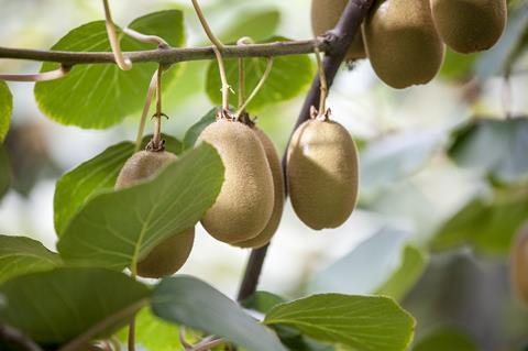 Kiwi_Italien_am_Baum__Jingold__08.jpg