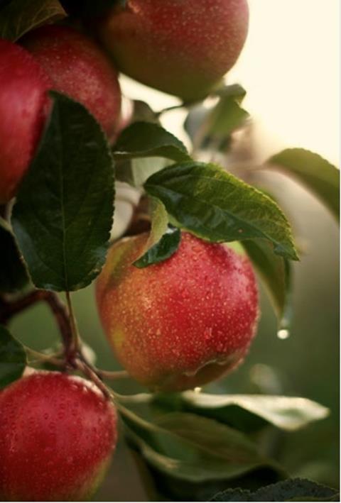 apfel bveo-deutsches obst und gemuese