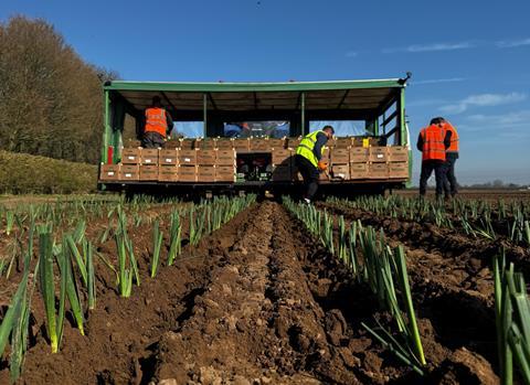 AH Worth is a major producer of leeks in South Lincolnshire