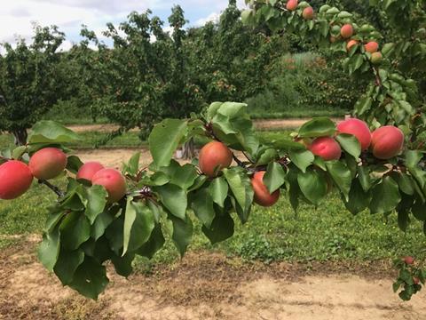 Frankreich: Erste Erntemengen bei Aprikosen