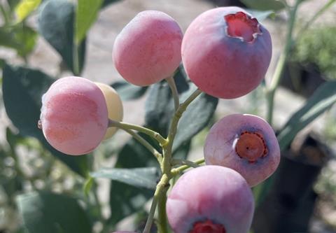 Oppy Pink Cosmo blueberries