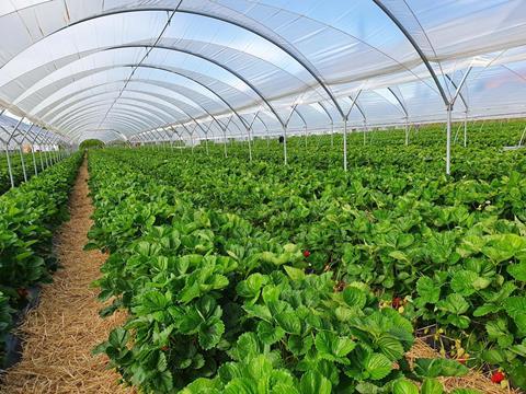 Macfrut_Nursery