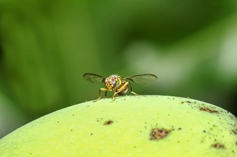 Fruchtfliegen ade – Farb-Gen soll bei Bekämpfung von Schadinsekten helfen