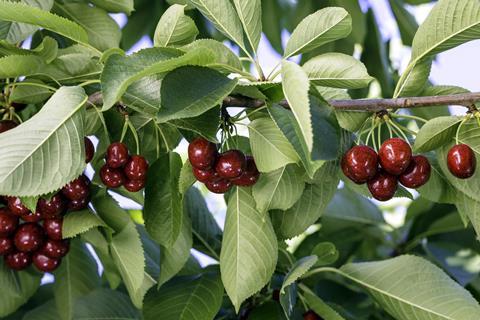 Latest estimates put the Northwest cherry crop at just 13.6m cartons