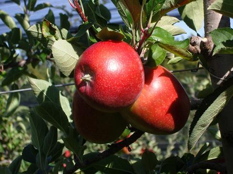 Zwei rote Äpfel am Baum