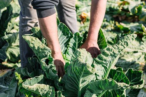 Brassicas at Thorogood's farm