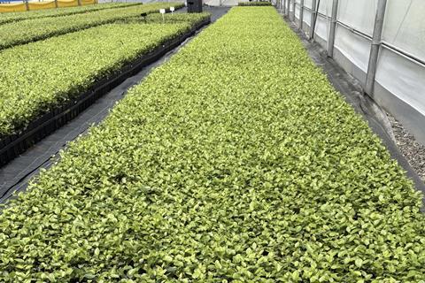 GPG Tropical Blue blueberries Chile