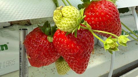 Kubo berry test 2 strawberries