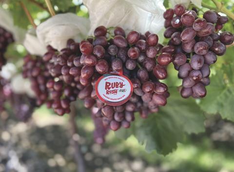 Sun World Ruby Rush