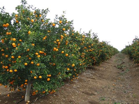 Umstrukturierung im Anbau von Citrusfrüchten in Israel