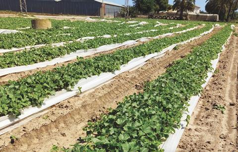 Limelon field Hillfresh