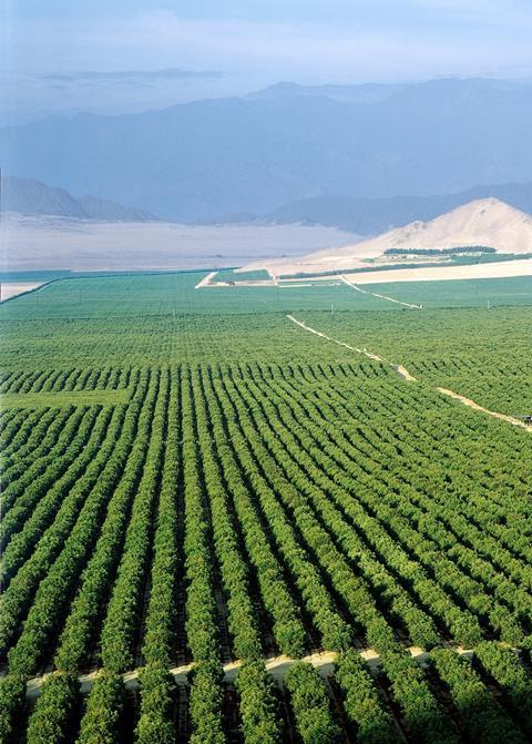 Avocado-Plantage_Peru.jpg