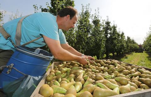 NL: Starkes Wachstum der Birnenexporte nach China