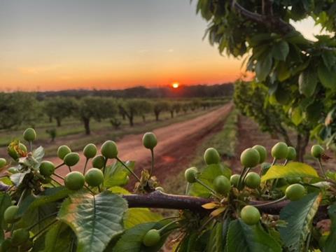 Aus sunset green cherries Credit Barisha Batinich